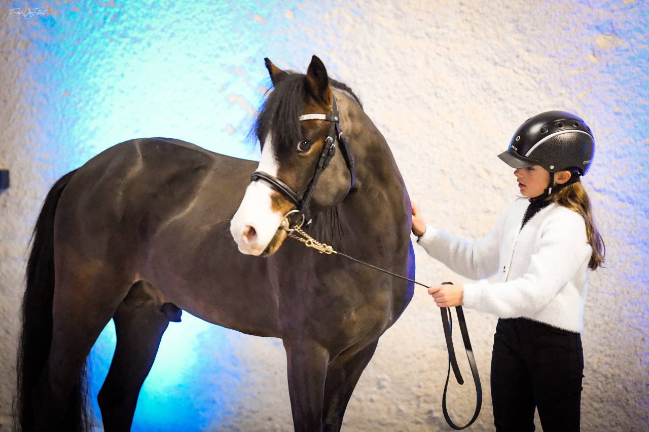 Koetsiershoeve Billy of Glory - New Forest 2019 by Comm's Forest Dille