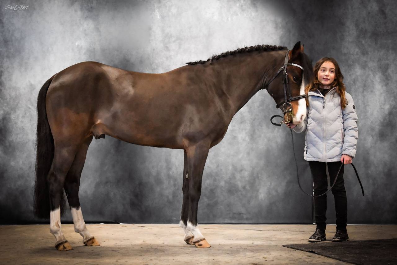 Koetsiershoeve Billy of Glory - New Forest 2019 by Comm's Forest Dille