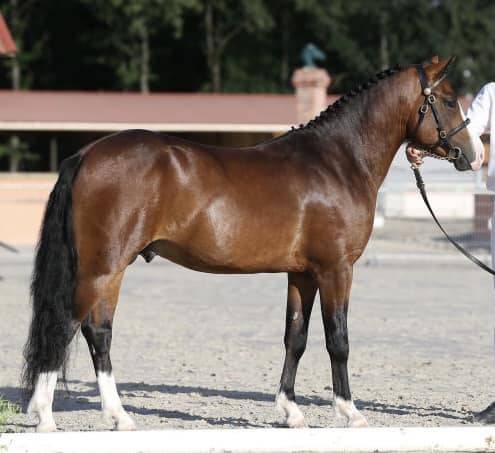 Koetsiershoeve Billy of Glory - New Forest 2019 by Comm's Forest Dille
