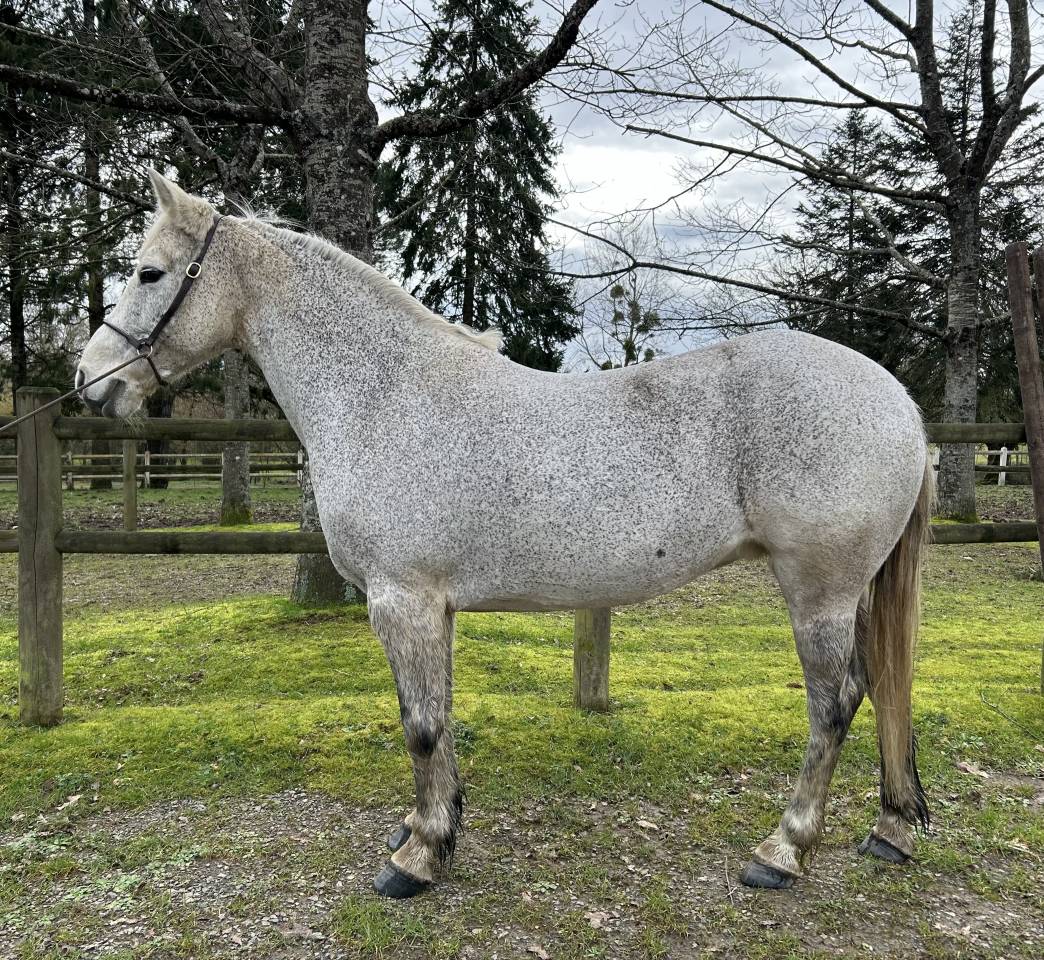 Mare Connemara For sale 2014 Grey