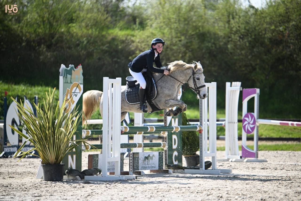 Mare Connemara For sale 2014 Grey