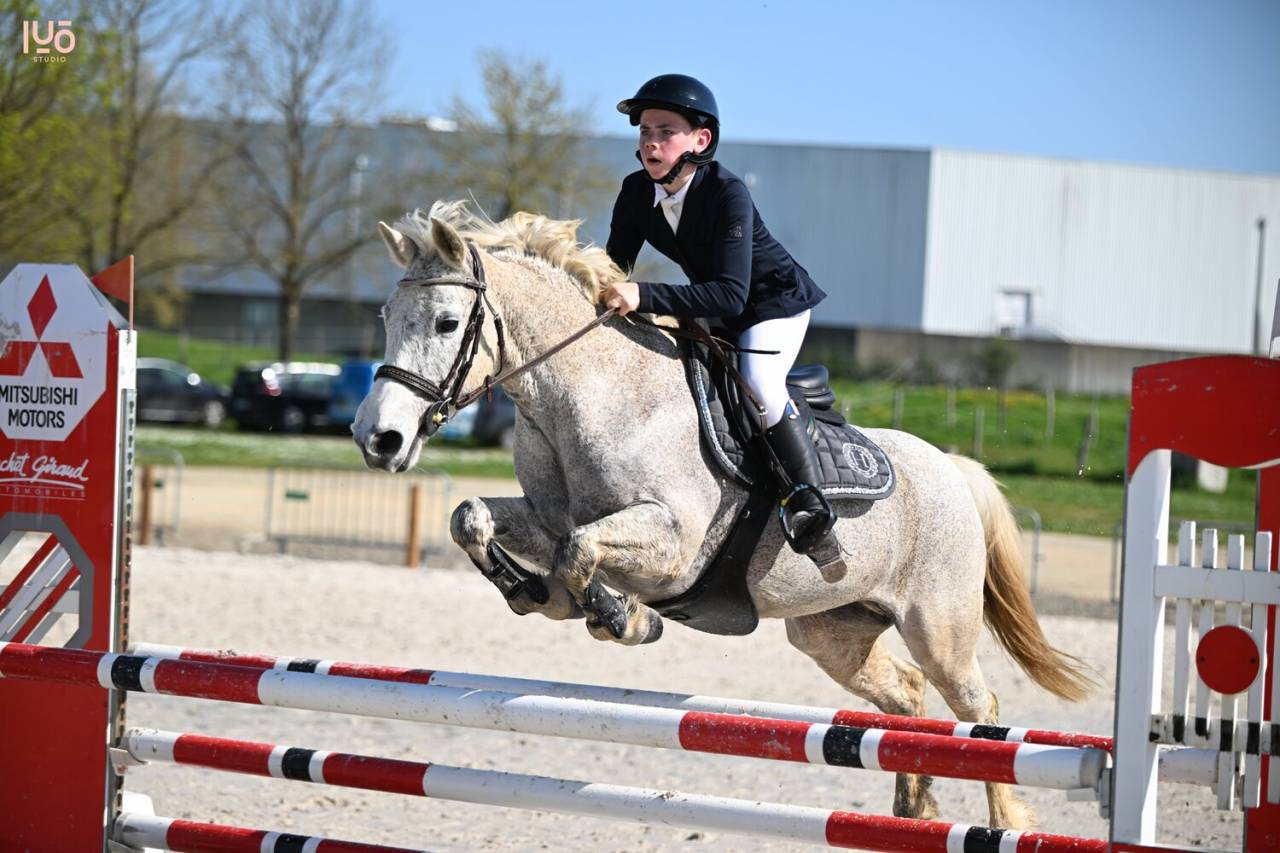 Mare Connemara For sale 2014 Grey