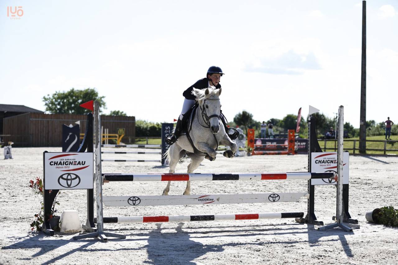 Mare Connemara For sale 2014 Grey