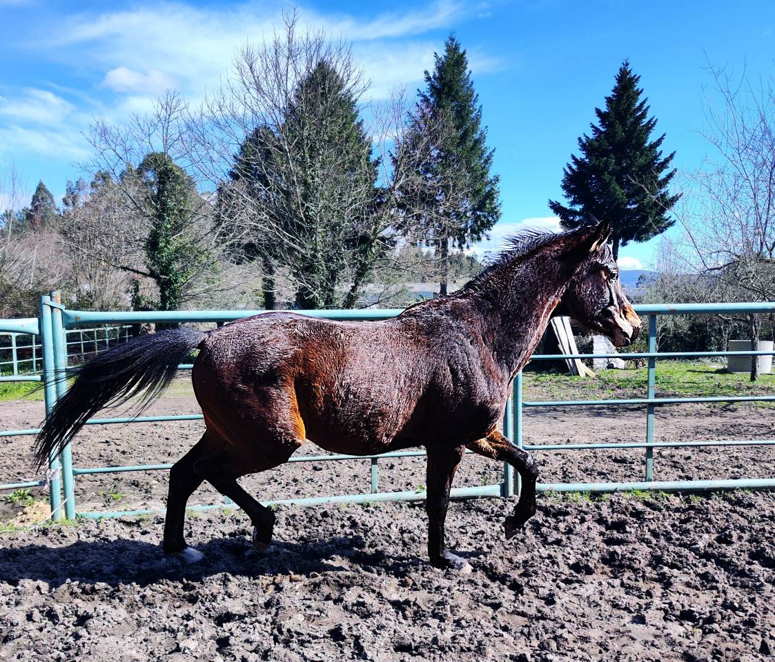 Colt KWPN Dutch Warmblood For sale 2022 Dark Bay