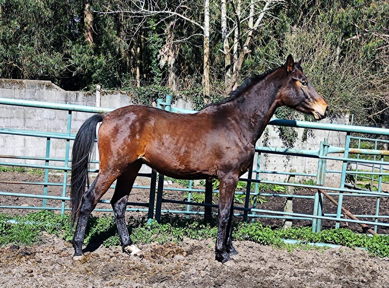 Colt KWPN Dutch Warmblood For sale 2022 Dark Bay