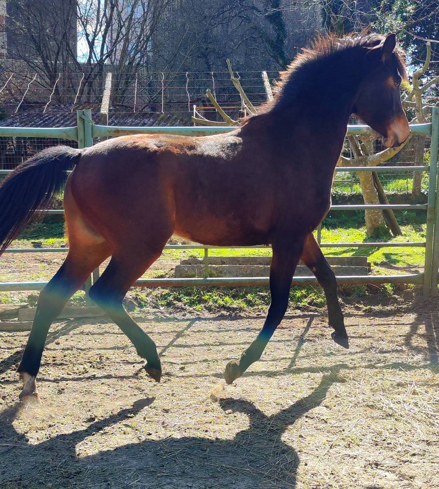 Colt KWPN Dutch Warmblood For sale 2022 Dark Bay