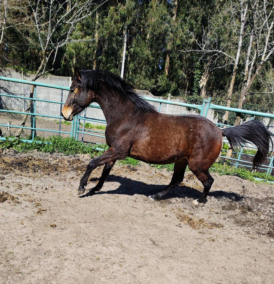 Colt KWPN Dutch Warmblood For sale 2022 Dark Bay