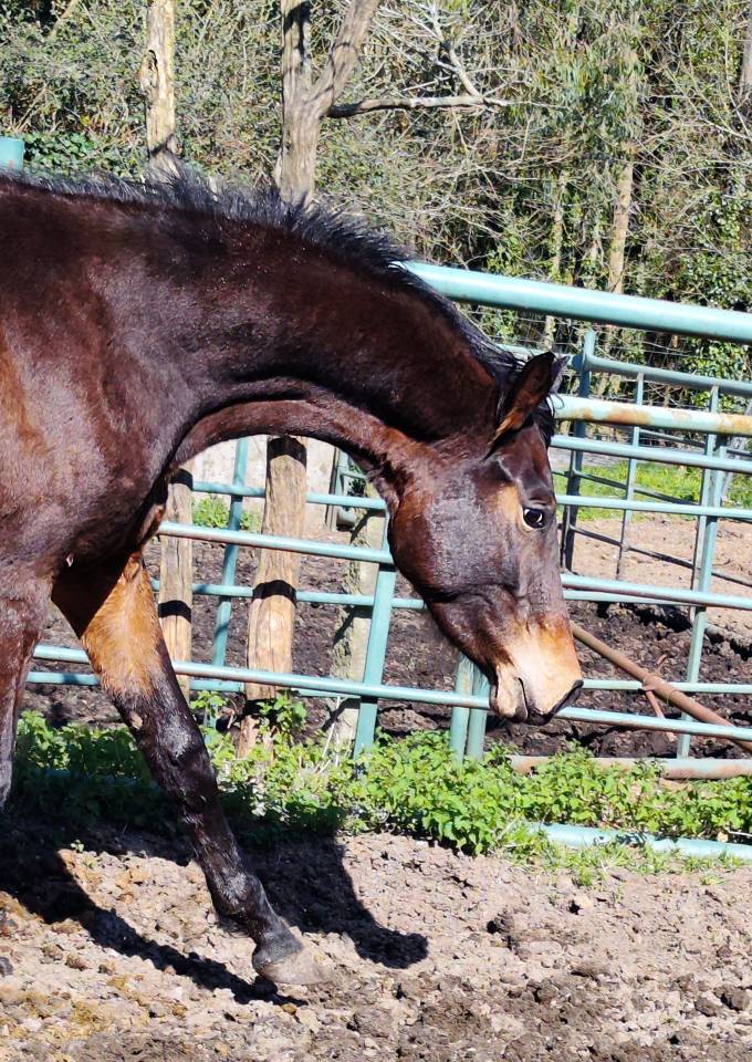 Colt KWPN Dutch Warmblood For sale 2022 Dark Bay