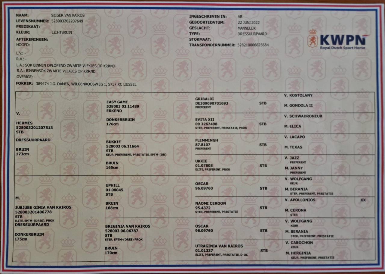 Colt KWPN Dutch Warmblood For sale 2022 Dark Bay