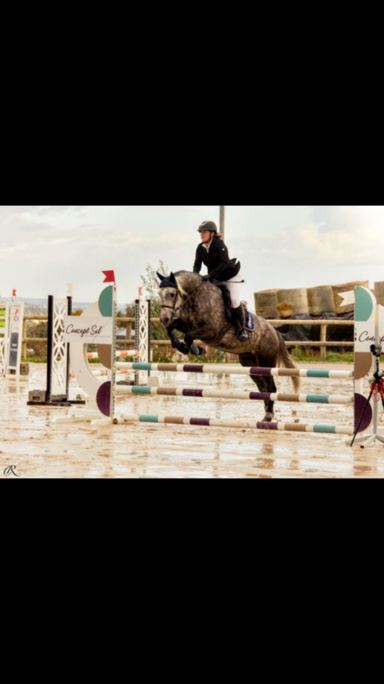 Gelding Connemara For sale 2018 Grey