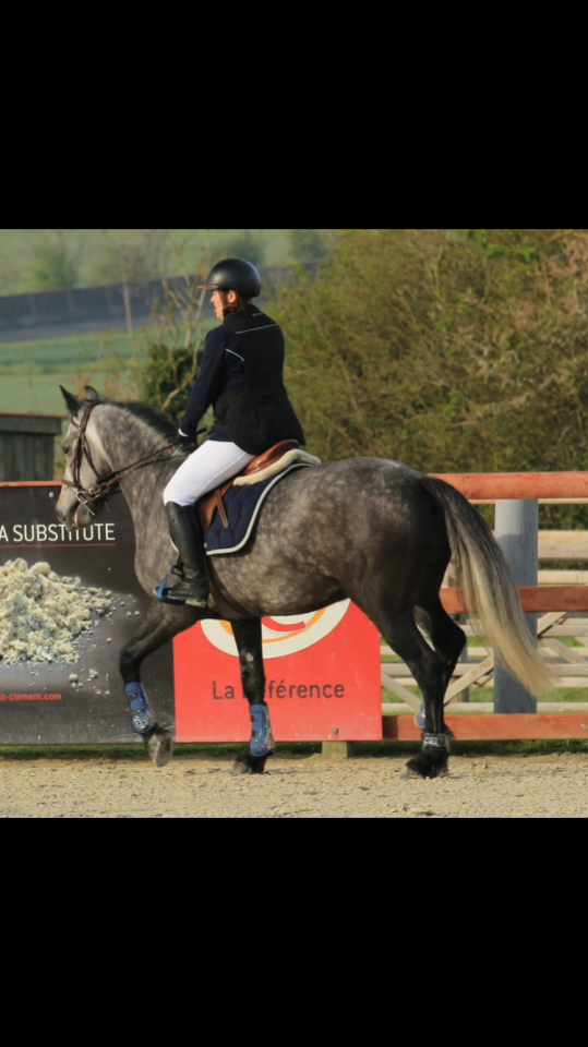 Gelding Connemara For sale 2018 Grey