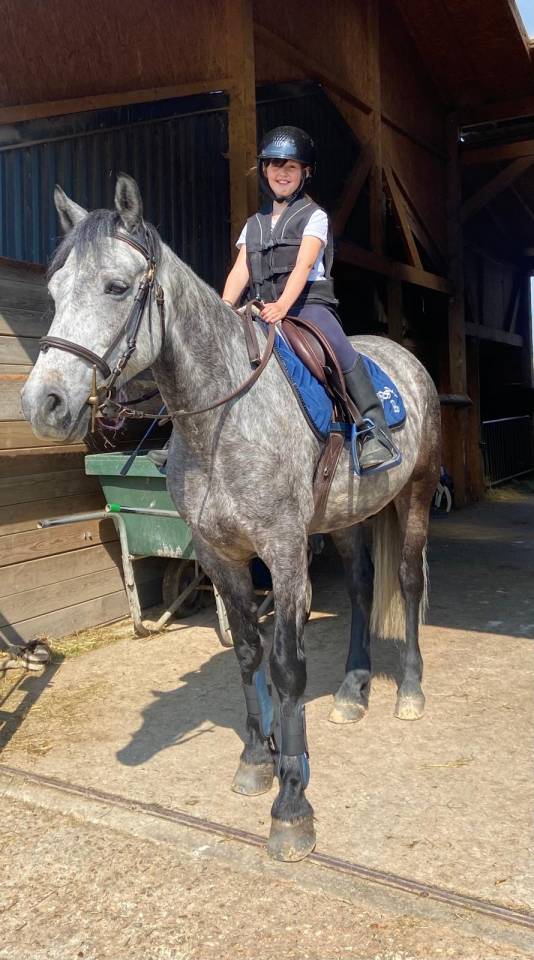 Gelding Connemara For sale 2018 Grey