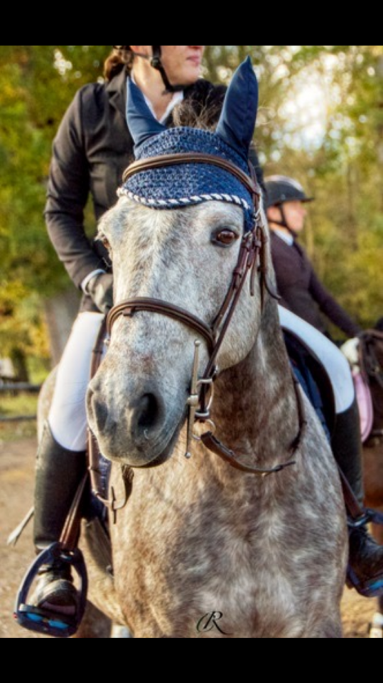 Gelding Connemara For sale 2018 Grey