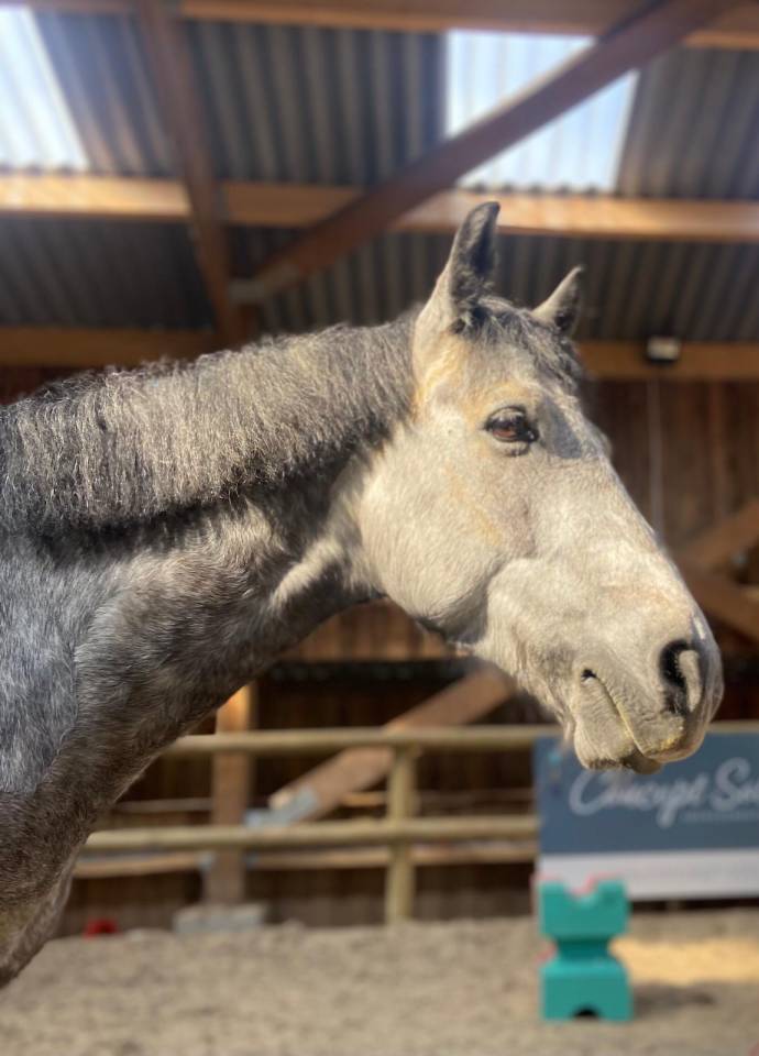 Gelding Connemara For sale 2018 Grey