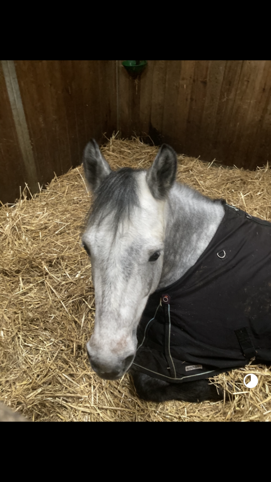 Gelding Connemara For sale 2018 Grey