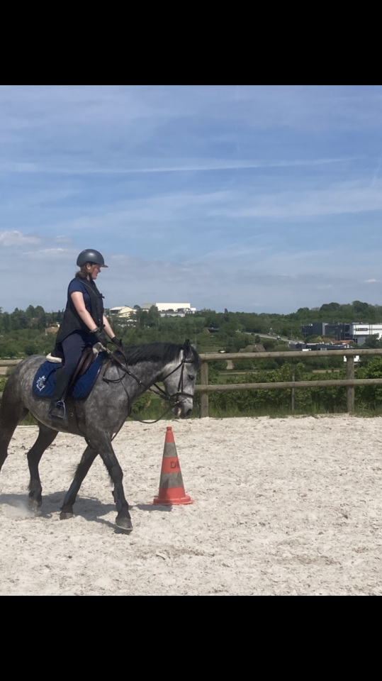 Gelding Connemara For sale 2018 Grey