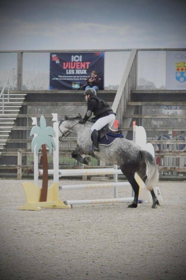 Gelding Connemara For sale 2018 Grey
