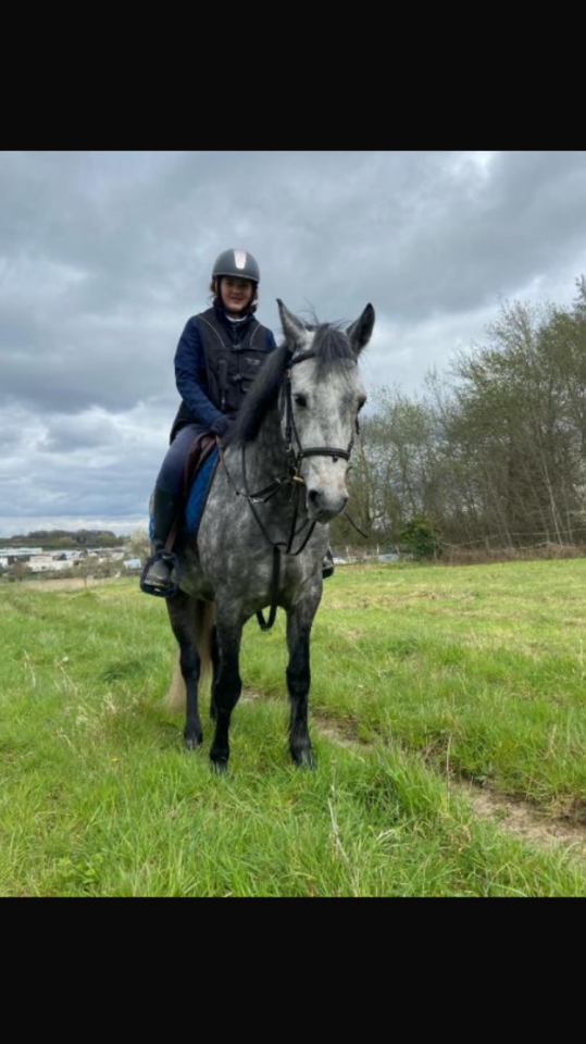 Gelding Connemara For sale 2018 Grey