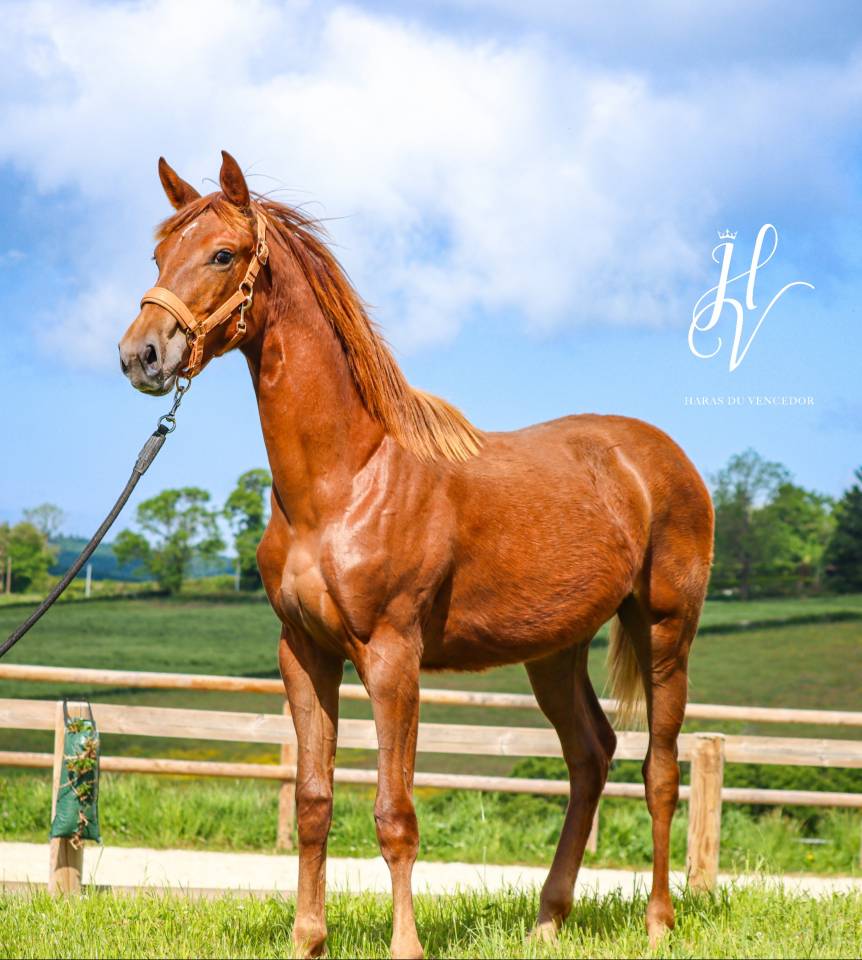 Filly KWPN Dutch Warmblood For sale 2024 Liver chestnut