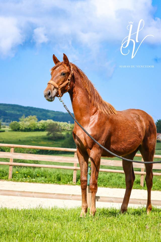 Filly KWPN Dutch Warmblood For sale 2024 Liver chestnut