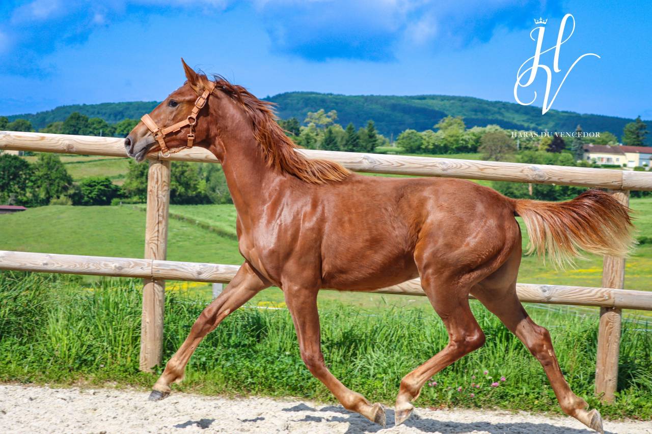 Filly KWPN Dutch Warmblood For sale 2024 Liver chestnut