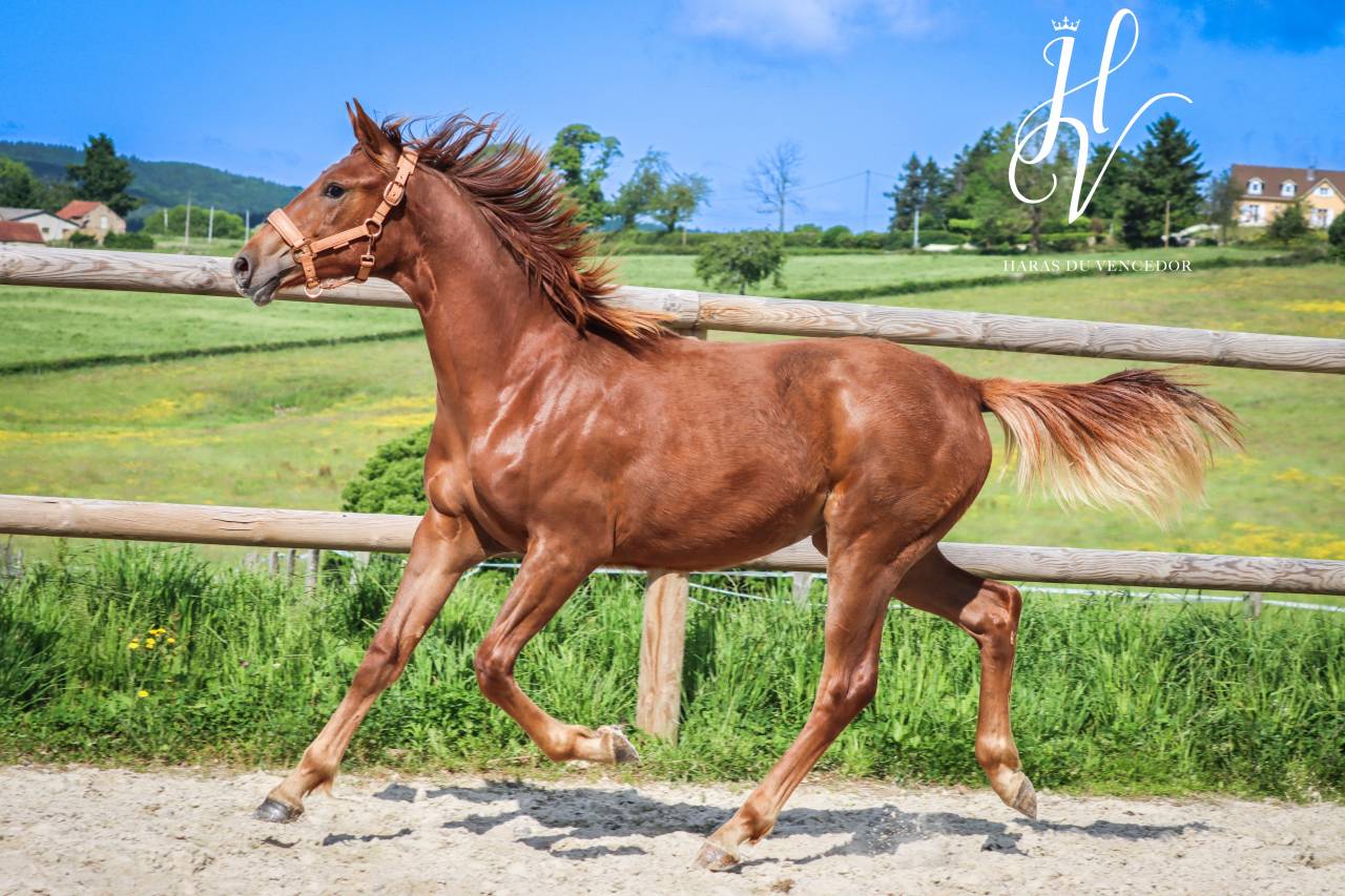 Filly KWPN Dutch Warmblood For sale 2024 Liver chestnut