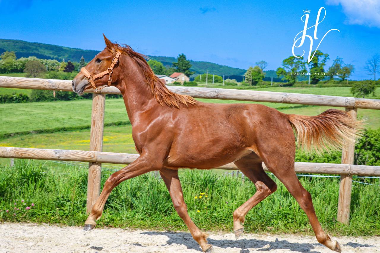 Filly KWPN Dutch Warmblood For sale 2024 Liver chestnut