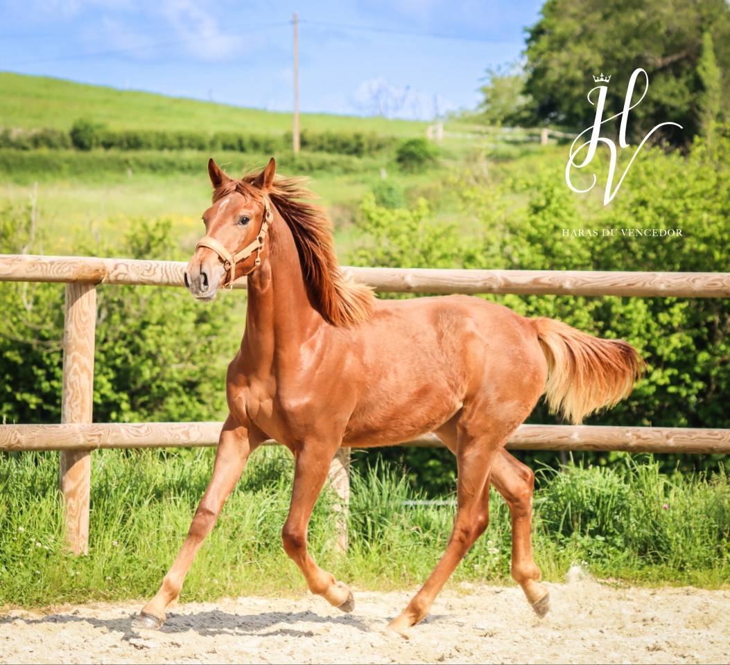 Filly KWPN Dutch Warmblood For sale 2024 Liver chestnut