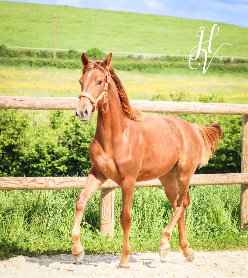 Filly KWPN Dutch Warmblood For sale 2024 Liver chestnut