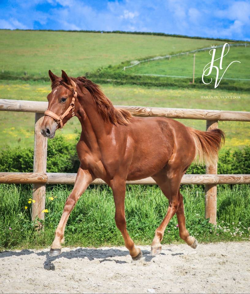 Filly KWPN Dutch Warmblood For sale 2024 Liver chestnut
