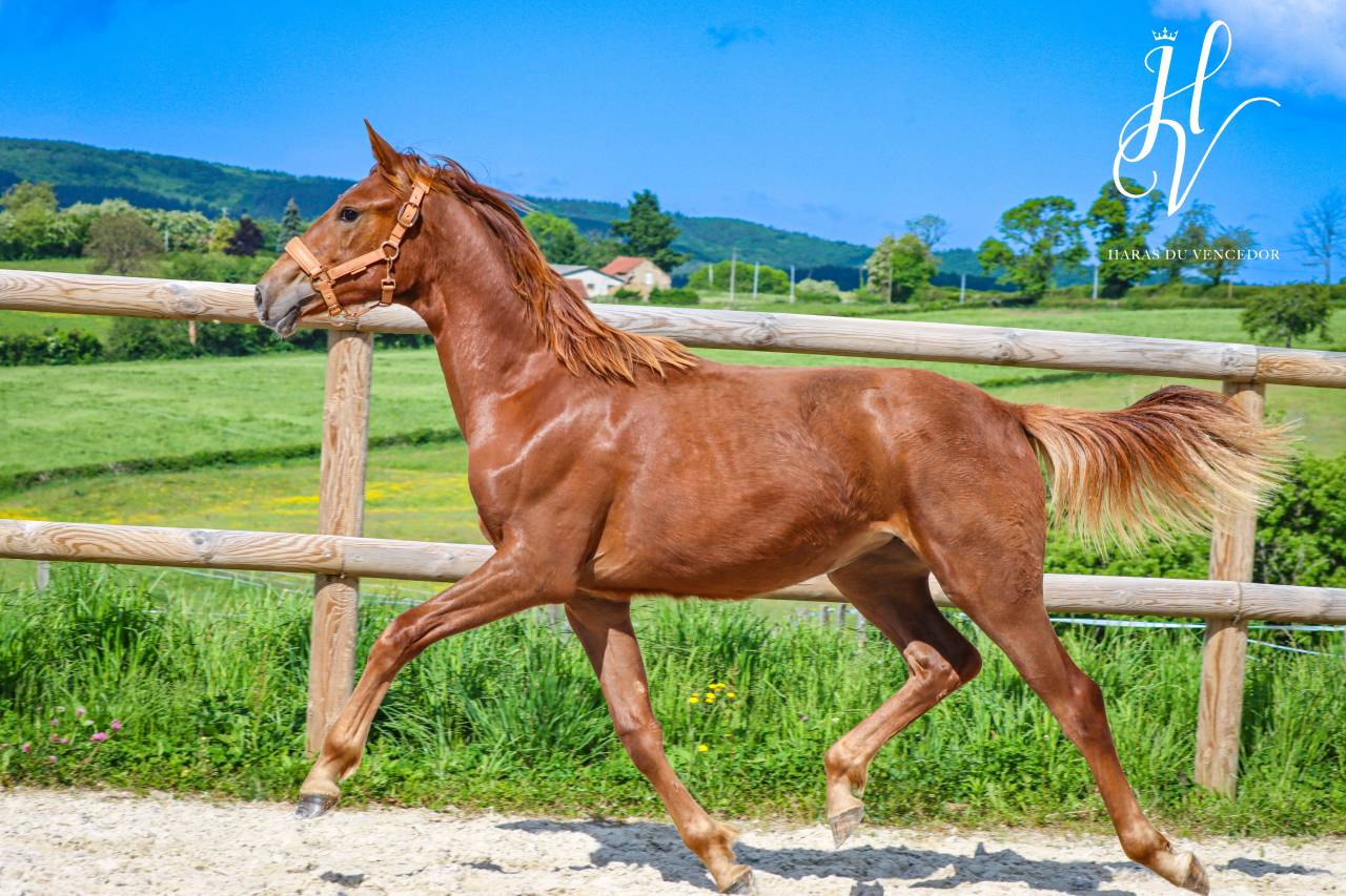 Filly KWPN Dutch Warmblood For sale 2024 Liver chestnut