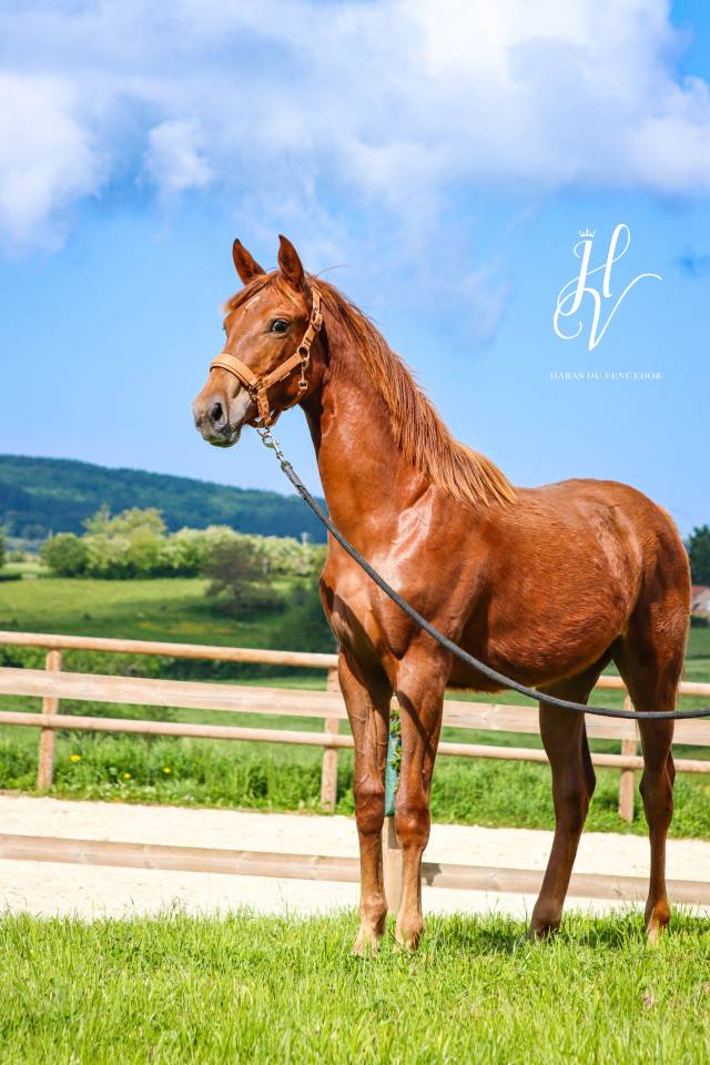 Filly KWPN Dutch Warmblood For sale 2024 Liver chestnut
