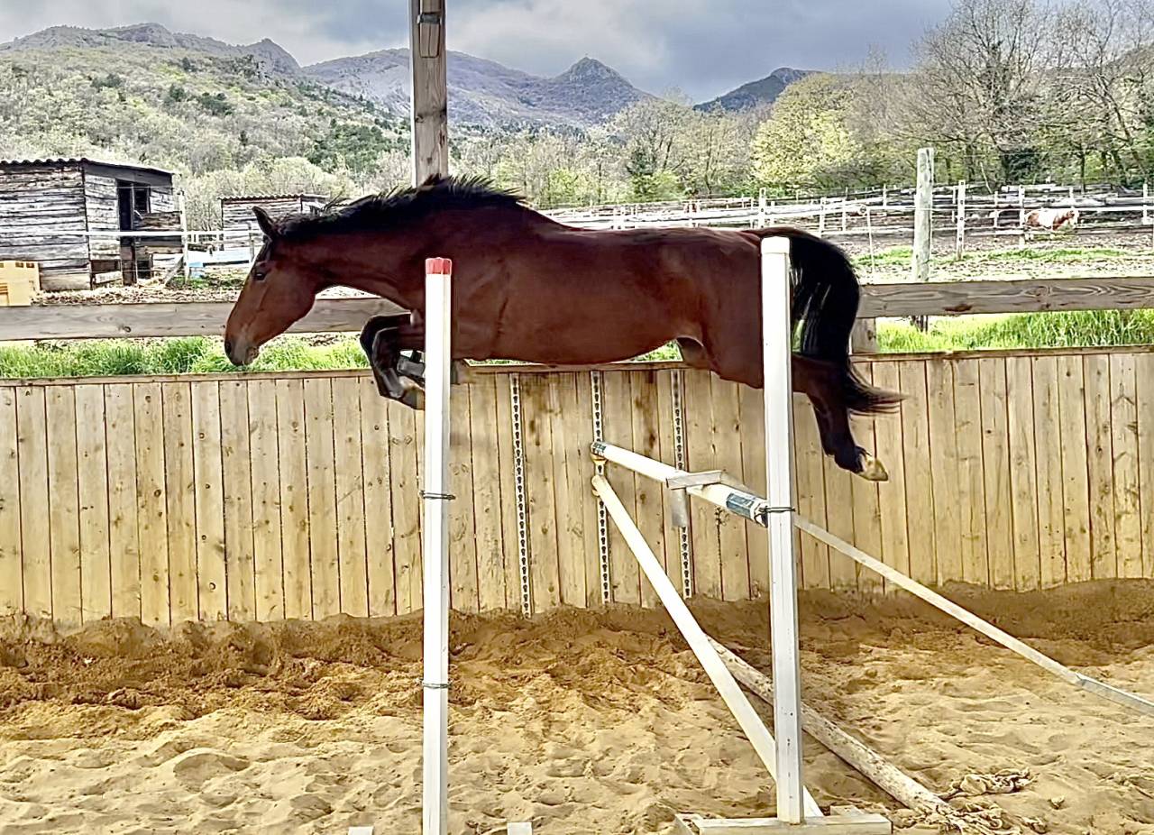 Mare Selle Français For sale 2022 Bay