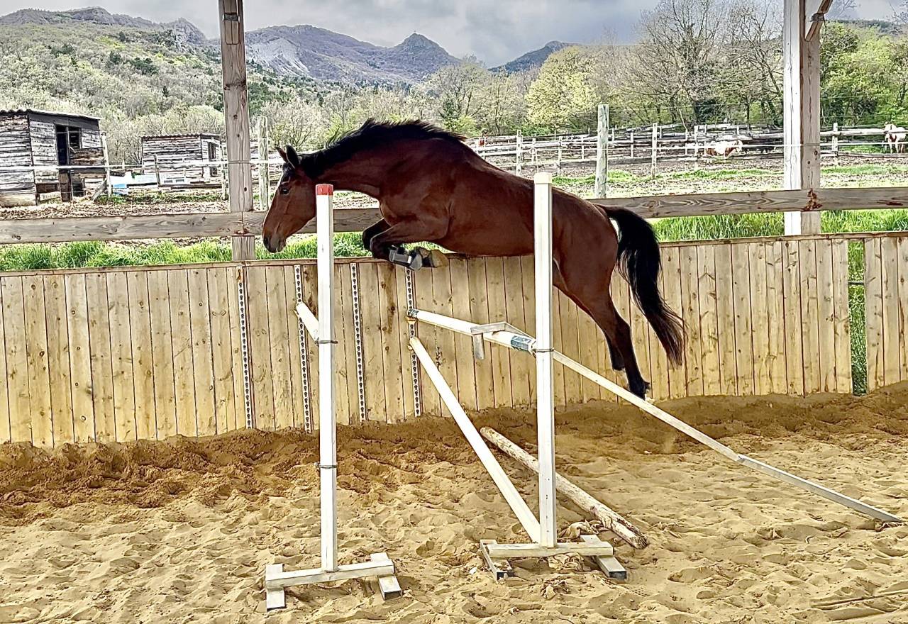 Mare Selle Français For sale 2022 Bay