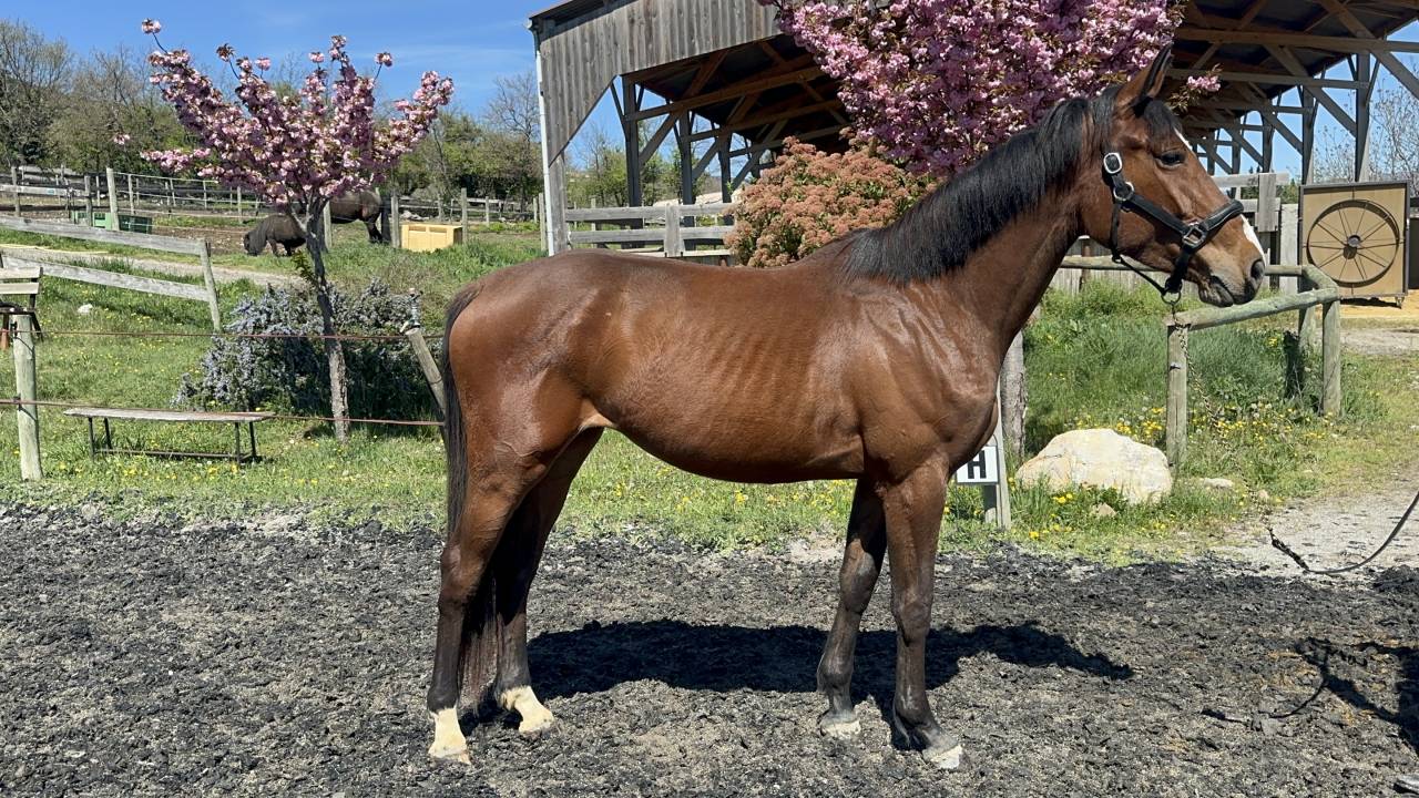 Mare Selle Français For sale 2022 Bay