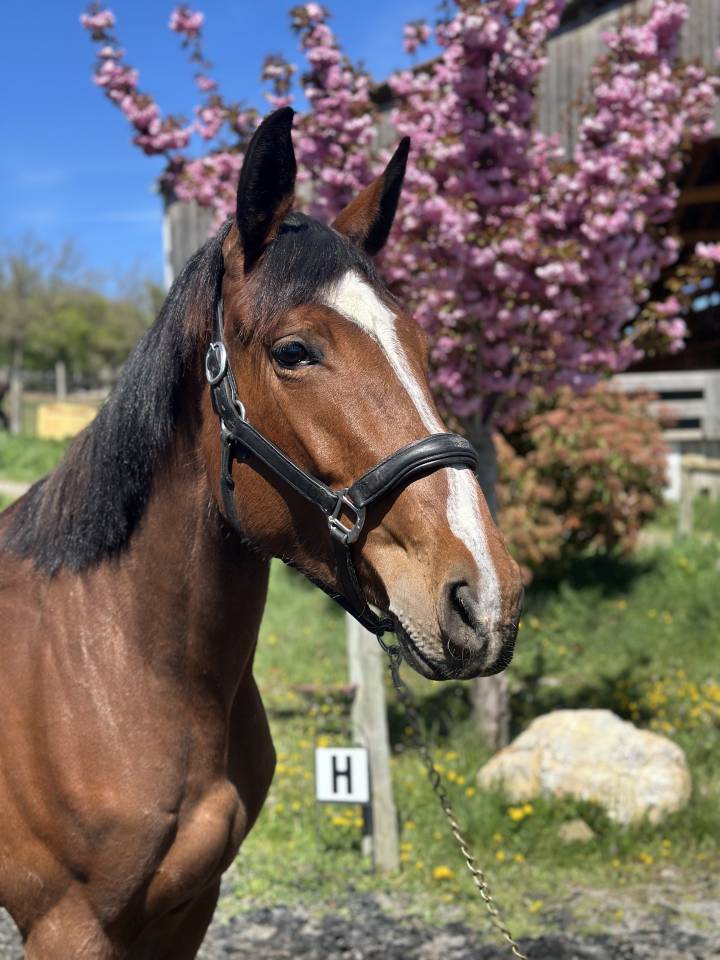 Mare Selle Français For sale 2022 Bay