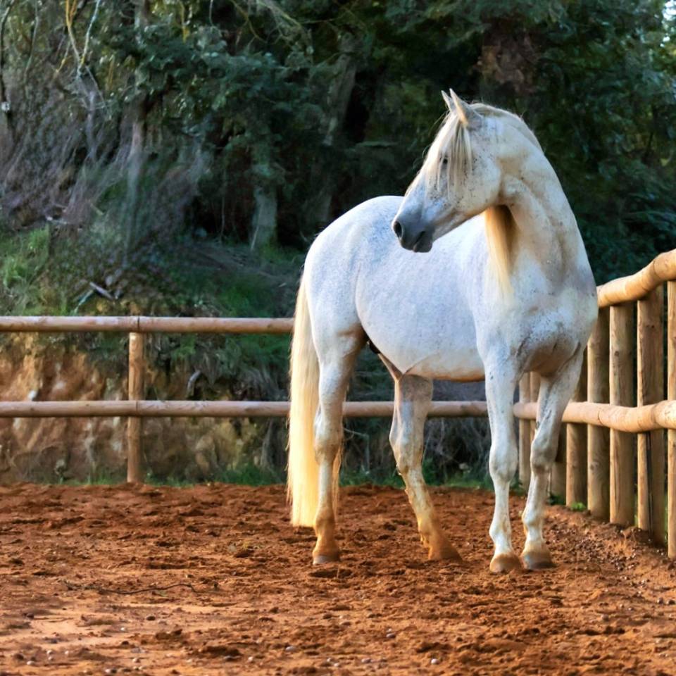 Uno des Hounts - PRE Pure Spanish Bred 2008 by Gemelo IV