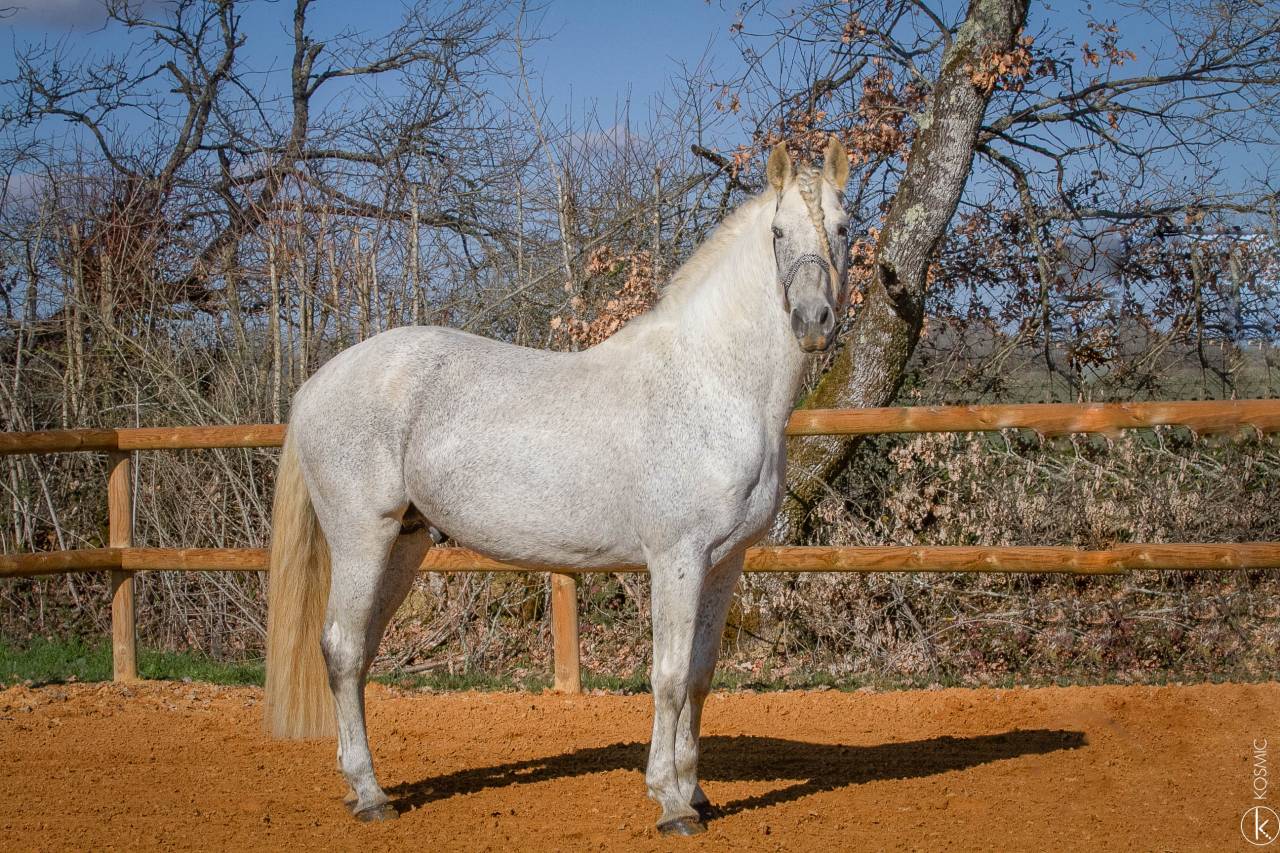 Uno des Hounts - PRE Pure Spanish Bred 2008 by Gemelo IV