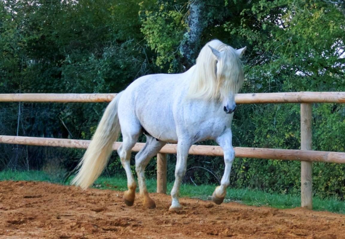 Uno des Hounts - PRE Pure Spanish Bred 2008 by Gemelo IV