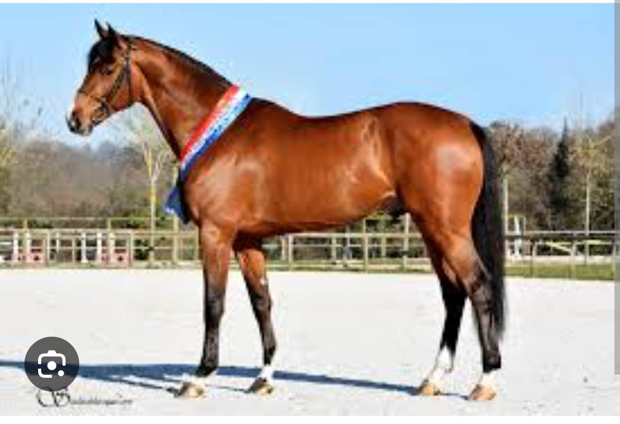 Mare Selle Français For sale 2021 Bay