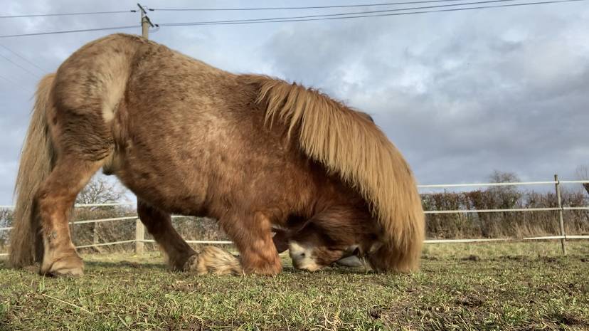 Colosse d’Etp - No Origin Recorded 2010