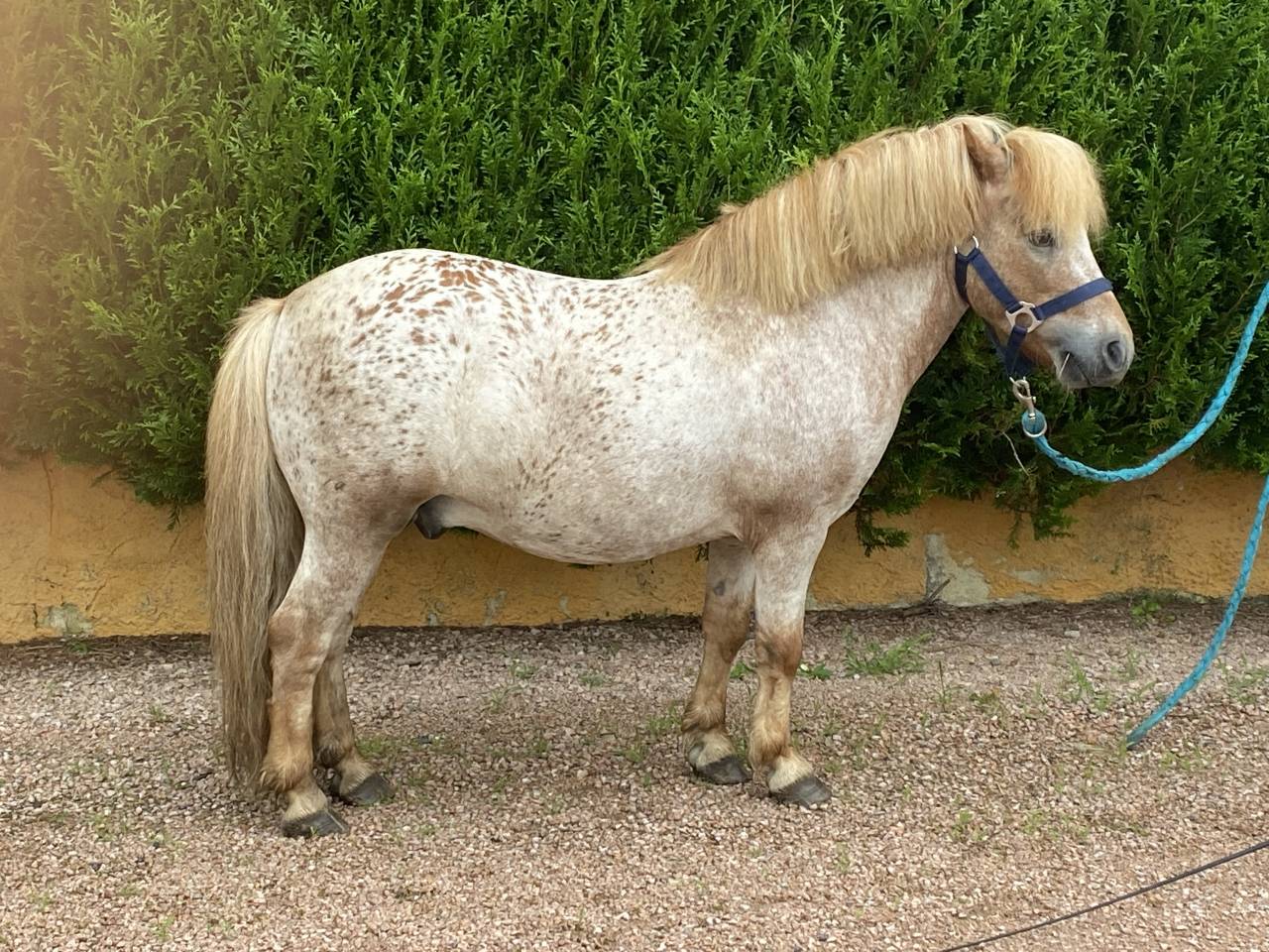 Colosse d’Etp - No Origin Recorded 2010