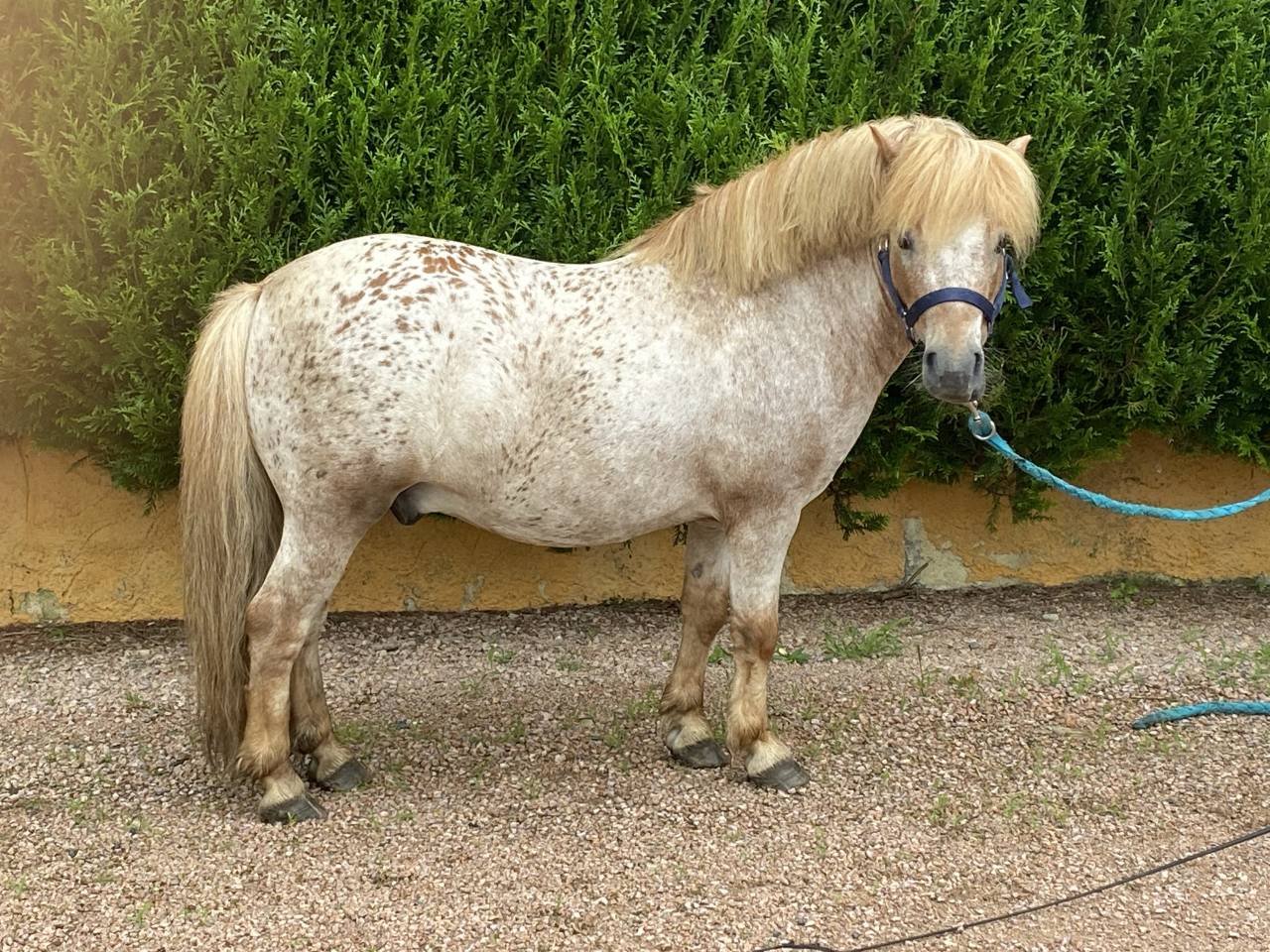 Colosse d’Etp - No Origin Recorded 2010