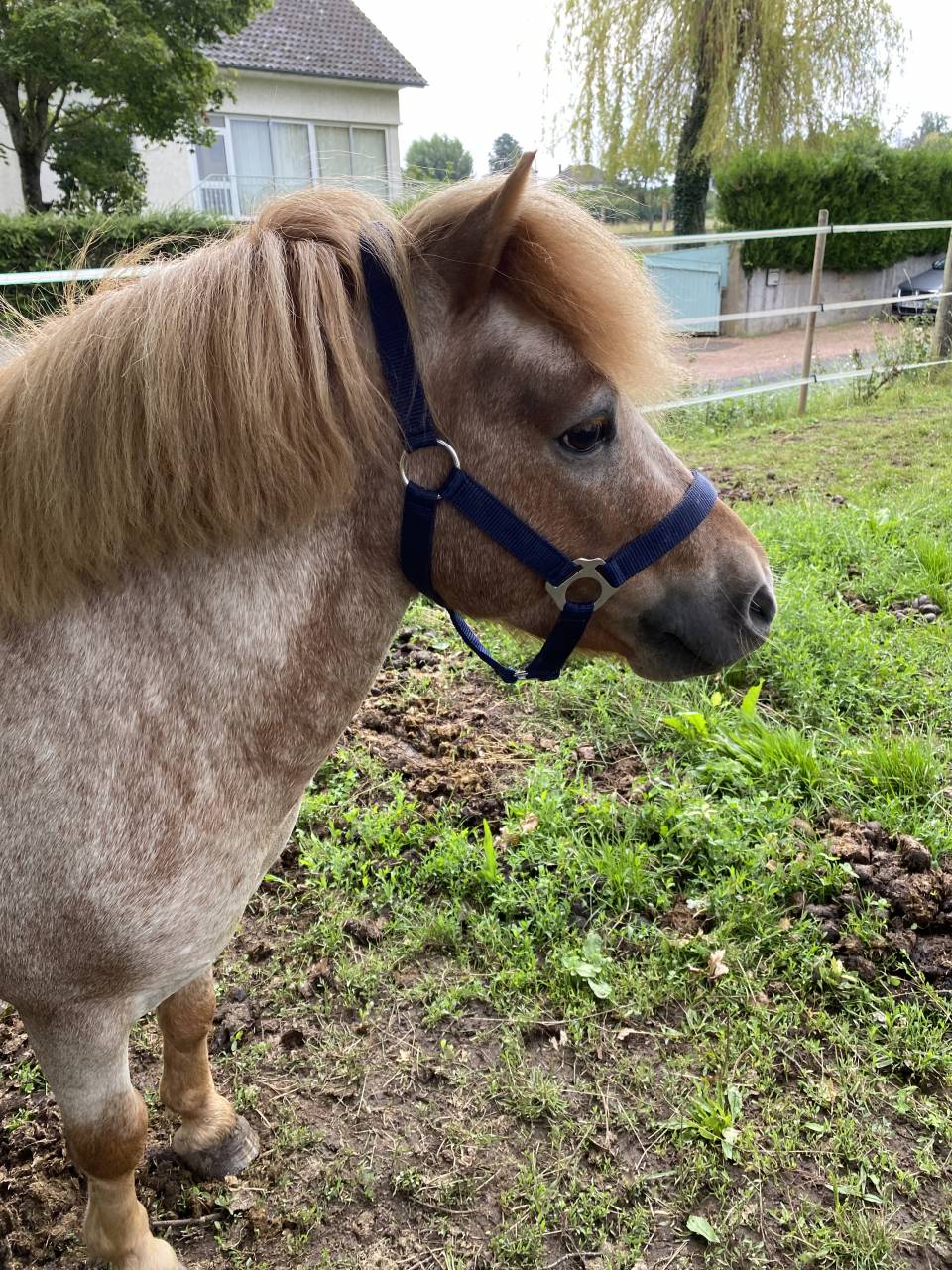 Colosse d’Etp - No Origin Recorded 2010