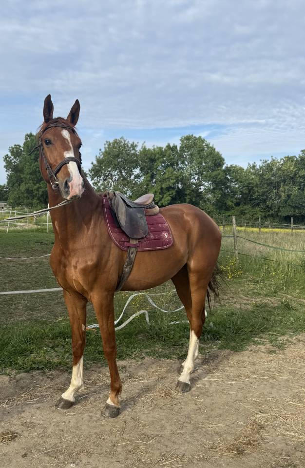 Gelding Selle Français For sale 2021 Chesnut