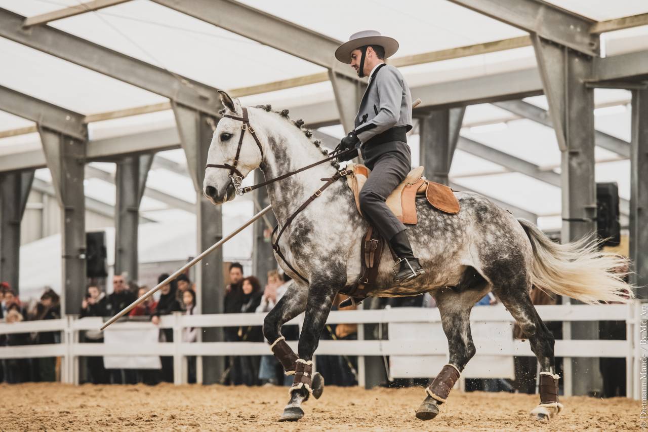 LIMPERADO DU DASTUGUE - Lusitano 2015 by Alamo