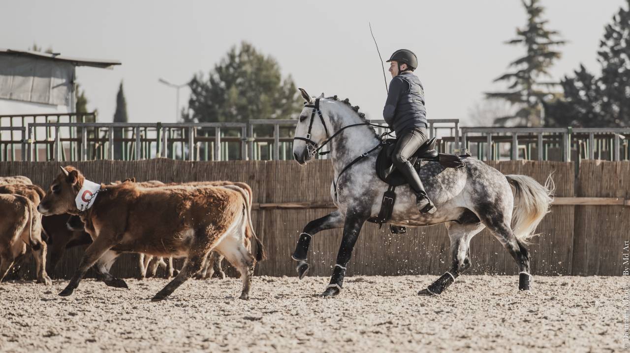 LIMPERADO DU DASTUGUE - Lusitano 2015 by Alamo