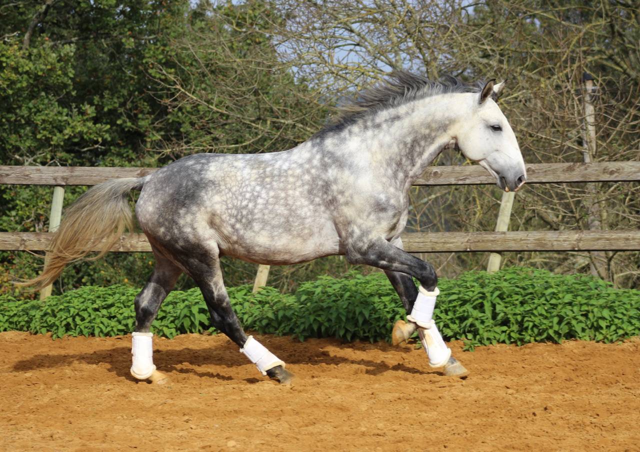 LIMPERADO DU DASTUGUE - Lusitano 2015 by Alamo