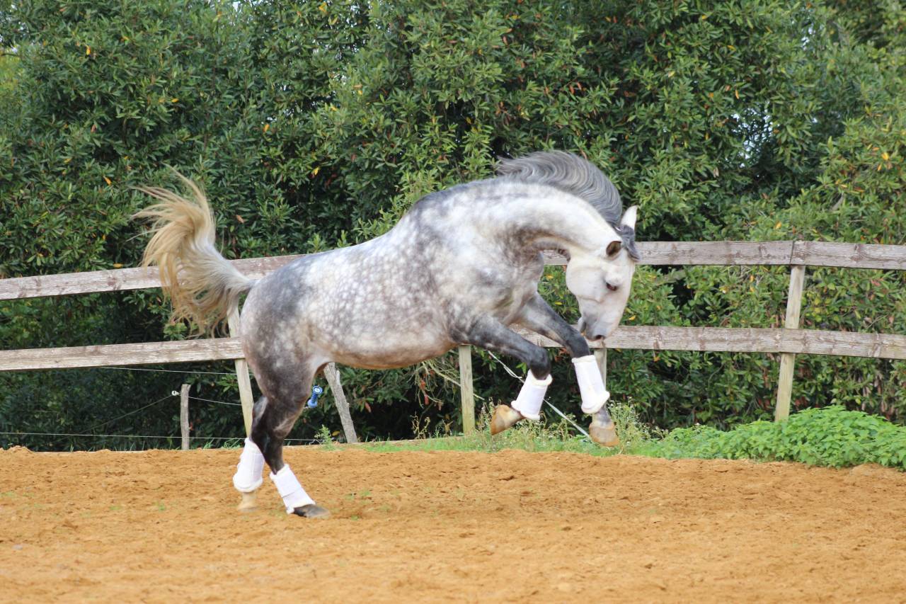 LIMPERADO DU DASTUGUE - Lusitano 2015 by Alamo