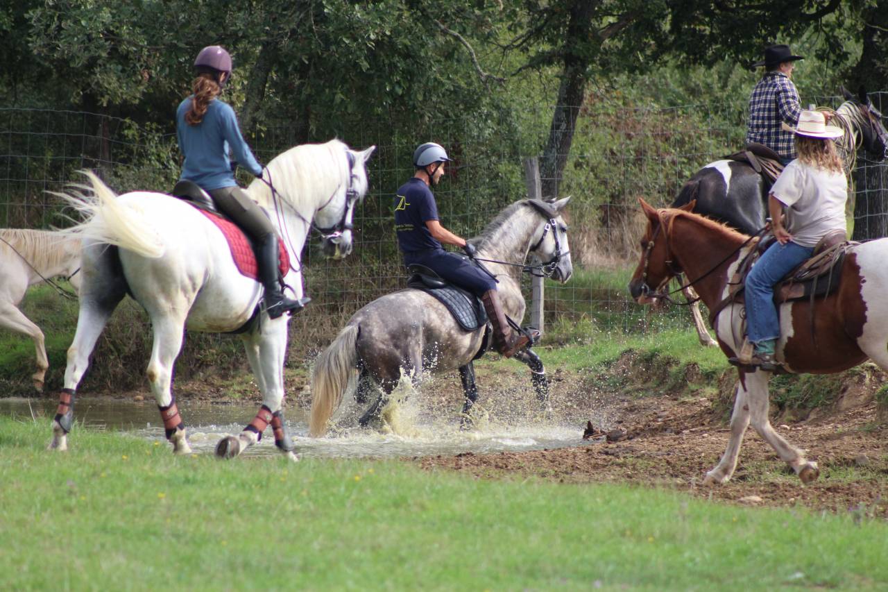 LIMPERADO DU DASTUGUE - Lusitano 2015 by Alamo